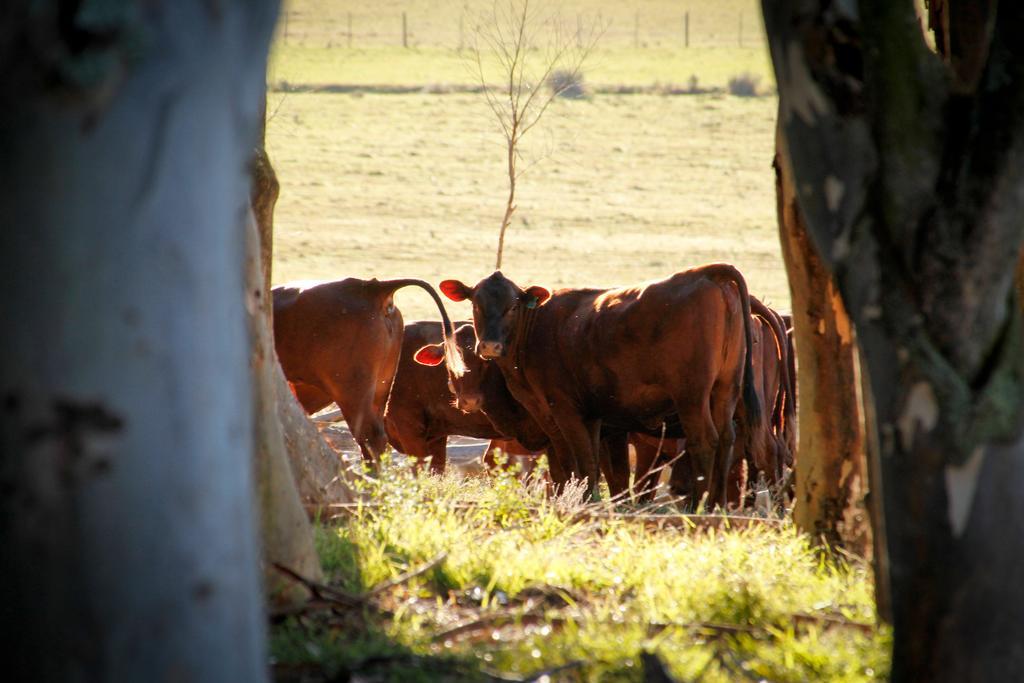 Вілла Kweekkraal Guest Farm Ріверсдейл Екстер'єр фото